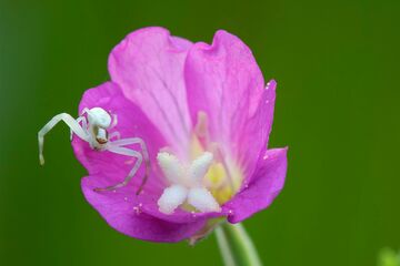 Vortrag - Natur im Garten