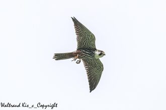 Herbstdurchzug – Vögel auf dem Weg zu ihren Winterquartieren