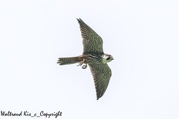 Herbstdurchzug – Vögel auf dem Weg zu ihren Winterquartieren