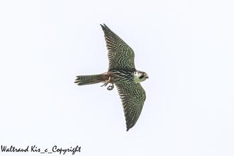 Herbstzug – Vögel auf dem Weg zu ihren Winterquartieren