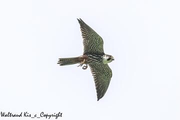 Herbstzug – Vögel auf dem Weg zu ihren Winterquartieren