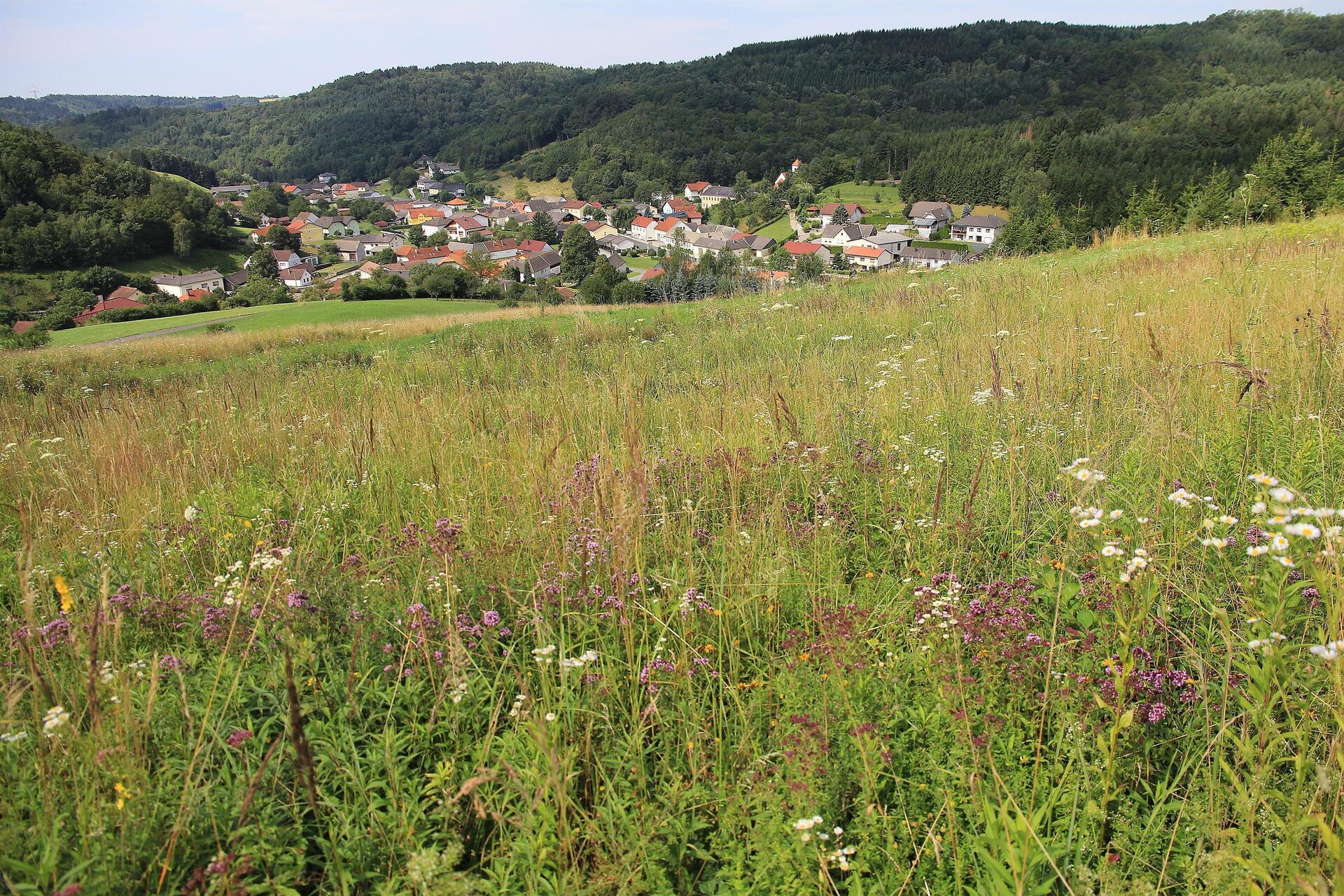 Trockenwiesen
