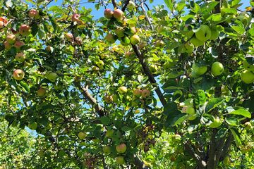 Den Naturpark entdecken: Geschmacksvielfalt in der Streuobstwiese