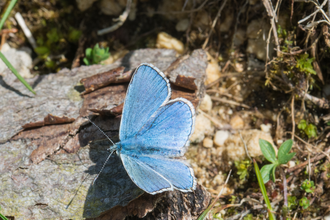 Tagfalter entdecken & schützen