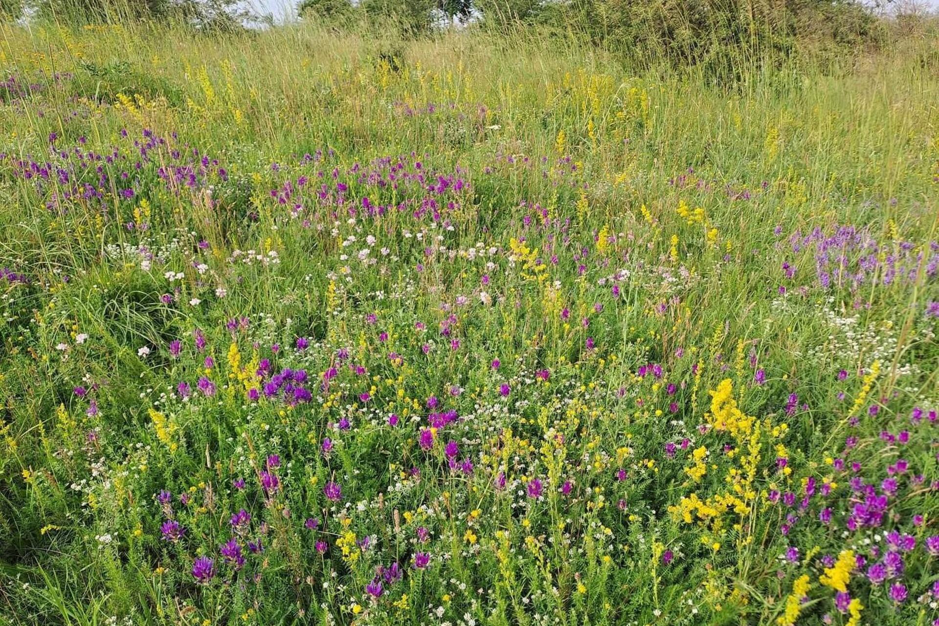 Vielfalt auf der Hutweide