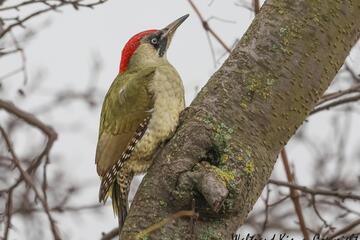Spechte, die Baumeister des Waldes bei der Arbeit