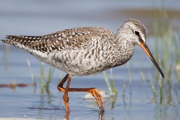 EuroBirdwatch - Vogelzug im Seewinkel