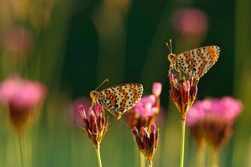 Vortrag - Natur im Garten