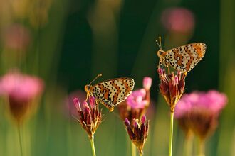 Vortrag - Natur im Garten