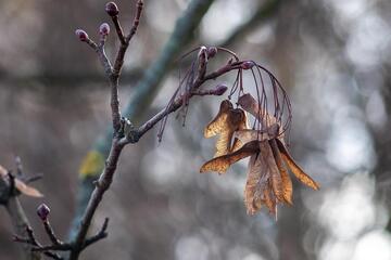 Naturführung rund um die Burg Schlaining