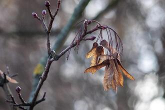 Naturführung rund um die Burg Schlaining