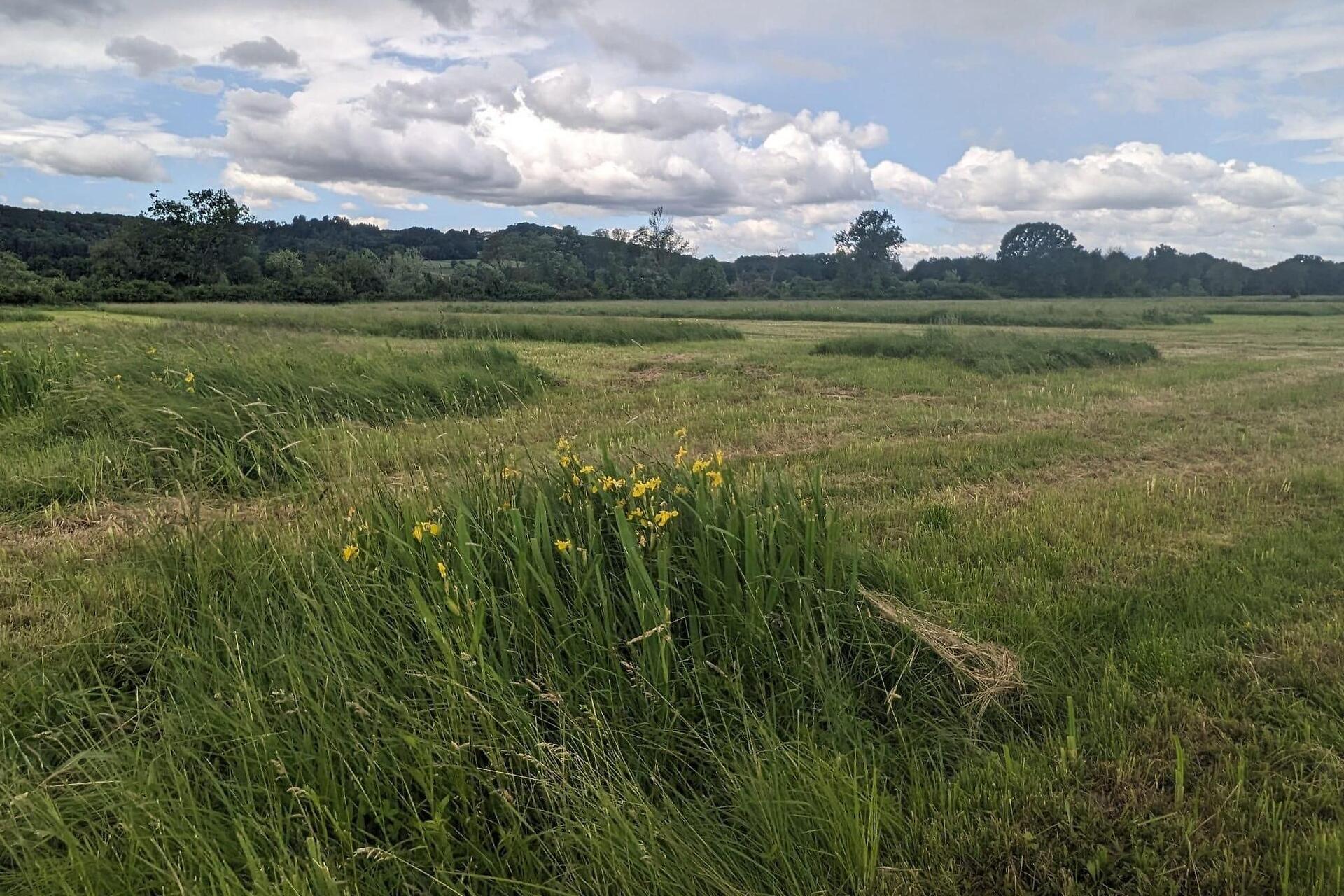 Winkelwiesen