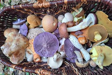 Pilzexkursion mit Dr. Martin Wolf Keller