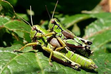 Heuschreckensuche in den Burgenländischen Alpen