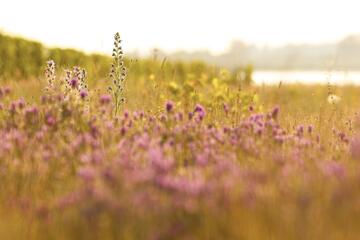 Blütenmeer im Seewinkel - Exkursion