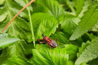 Lebensraum Garten in der Praxis: Tipps für Insekten