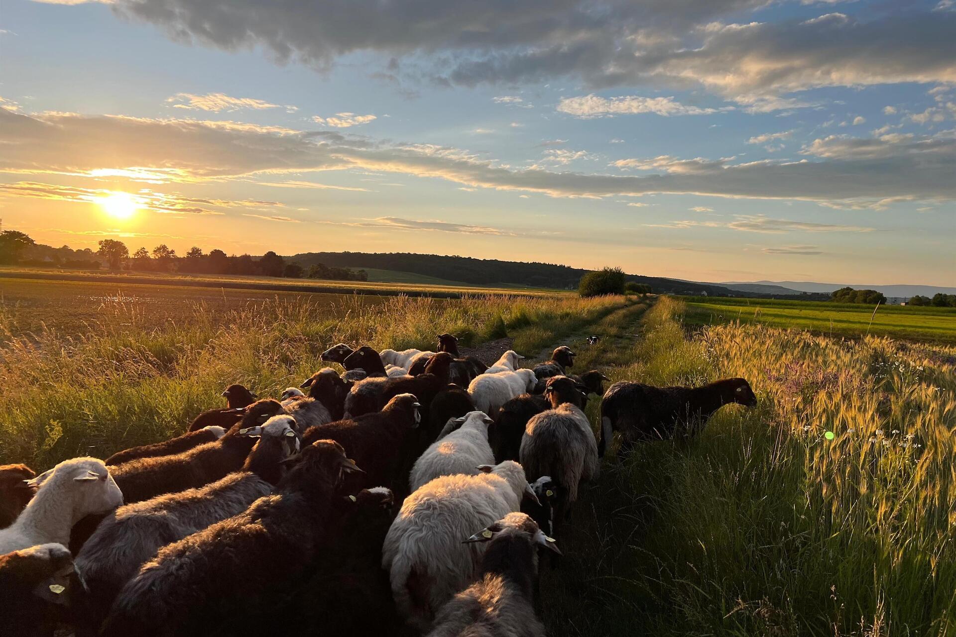 Von Schafen und Vögeln