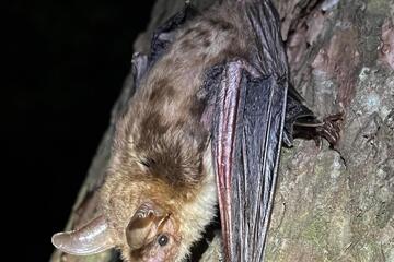 Auf den Spuren der Fledermäuse