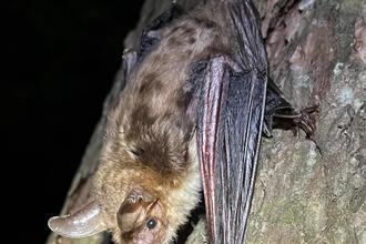 Auf den Spuren der Fledermäuse