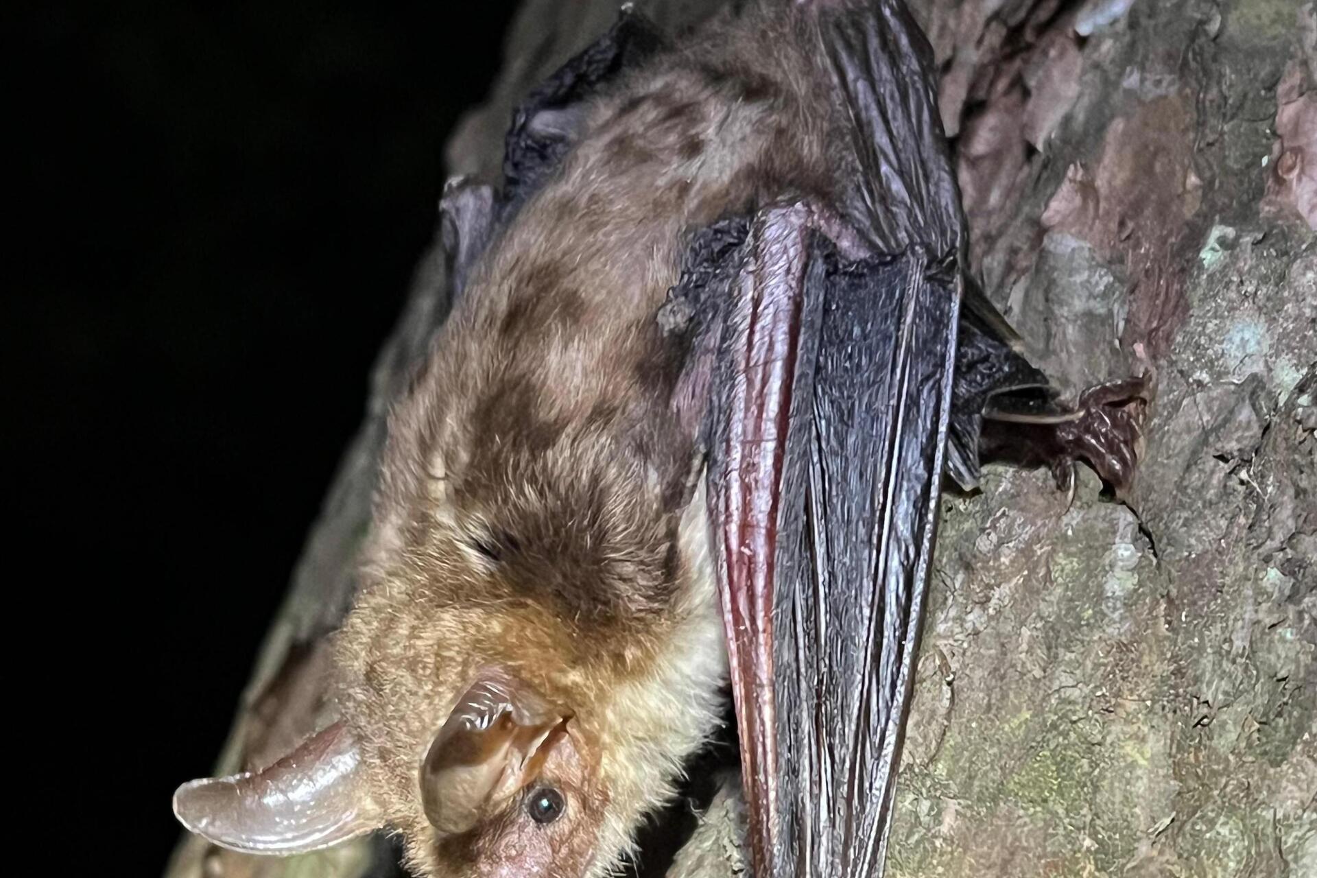 Fledermäuse