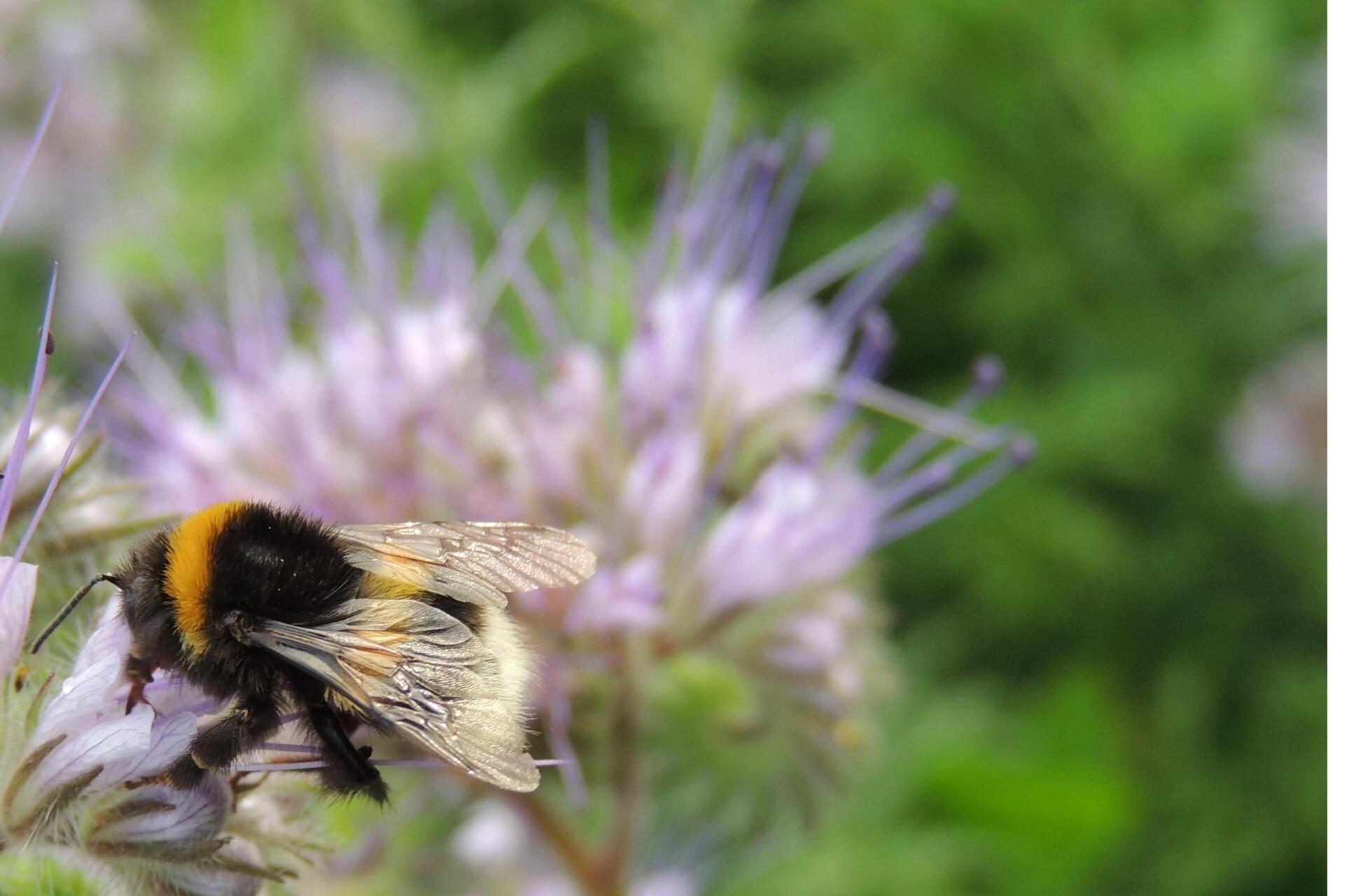 Naturnahe Gartengestaltung