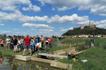 Birdwatching-Tour in Güssing