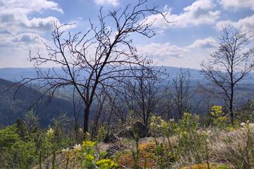 Botanische Exkursion durch Bernsteins raritätenreiche Pflanzenwelt