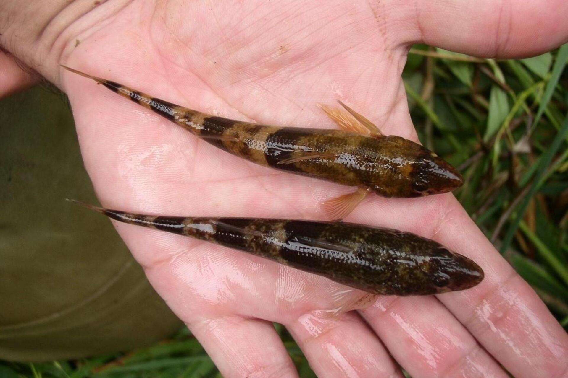 Von Strebern und Steinbeißern