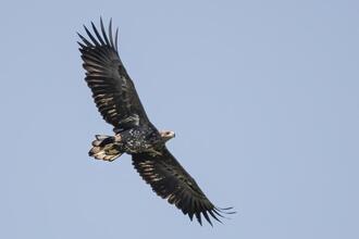 Greifvögel im Hanság