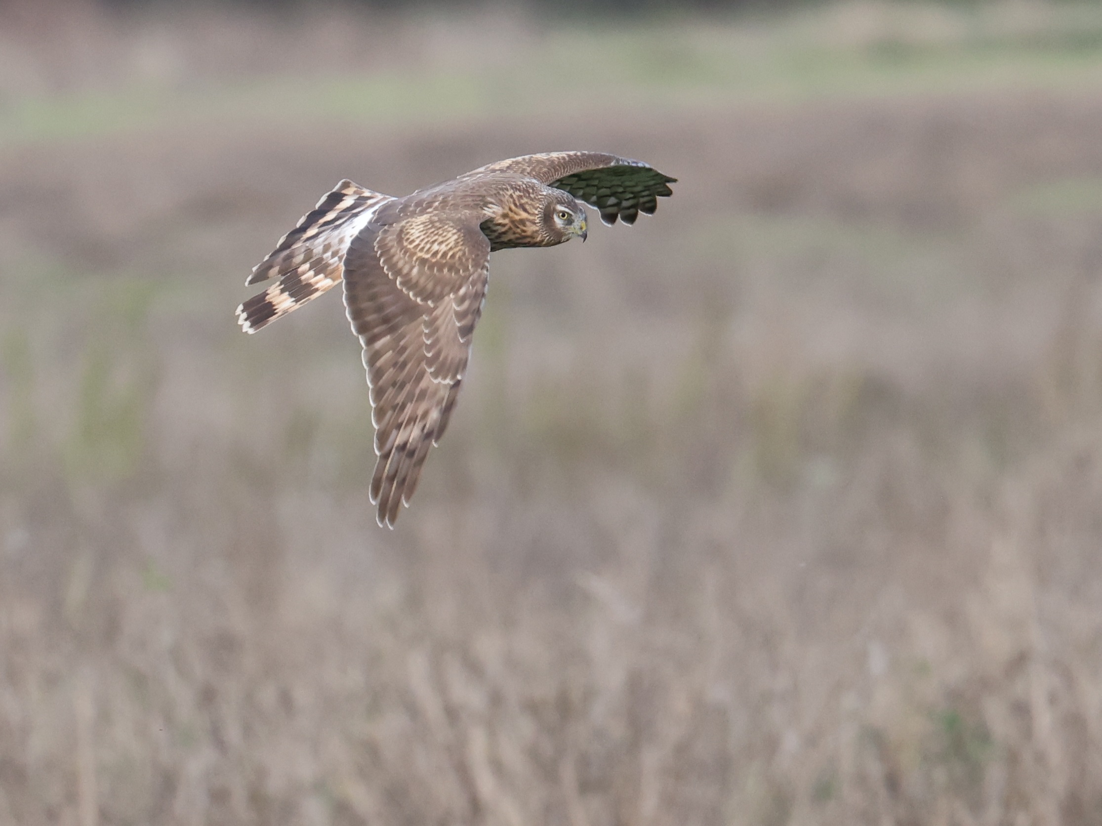 Exkursion Greifvögel auf der Parndorfer Platte