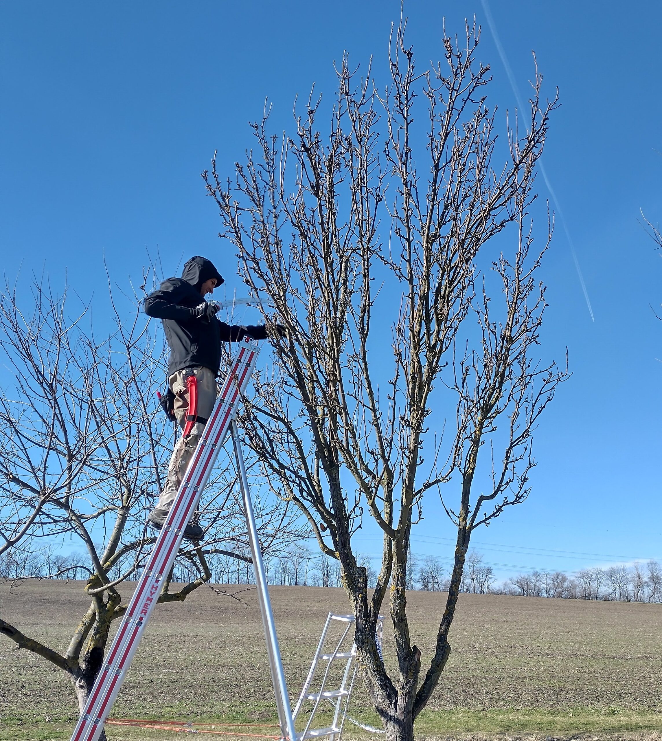 Obstbaumschnittkurs Zillingtal – Praxisteil (2/2)